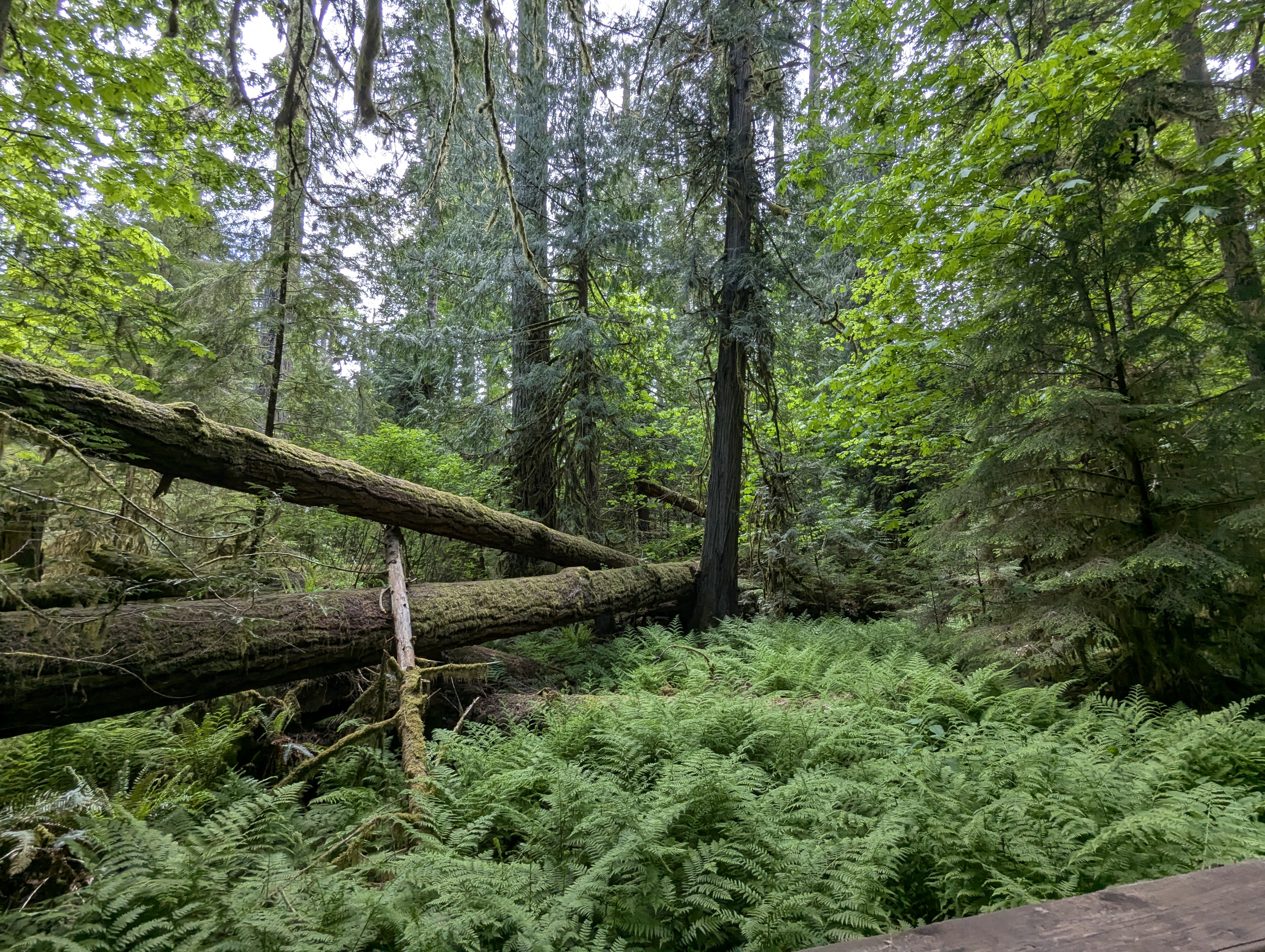 Birthday Trip to Canada, Cathedral Grove, Vancouver Island